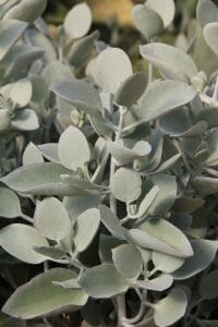 Close-up of Kalanchoe 'Silver Spoons' in a 6" pot, highlighting its silvery-green foliage with oval leaves.