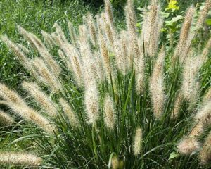 Pennisetum alopecuroides 'Swamp Foxtail Grass' in an 8" pot features tall green foliage and long, fluffy seed heads, ideal for growing outdoors in sunlight.