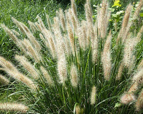 Pennisetum alopecuroides 'Swamp Foxtail Grass' in an 8" pot features tall green foliage and long, fluffy seed heads, ideal for growing outdoors in sunlight.