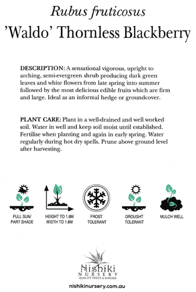 Rubus 'Waldo' Blackberry 6" Pot