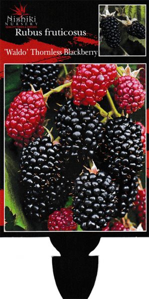 Rubus 'Waldo' Blackberry 6" Pot