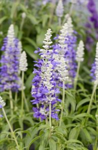 Close-up of tall, purple and white Salvia 'Cathedral™ Shining Sea' flowers with green leaves in a 6" pot, against a blurred backdrop of similar blooms.