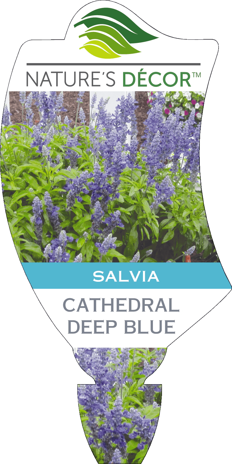 Salvia 'Cathedral™ Shining Sea' 6" Pot