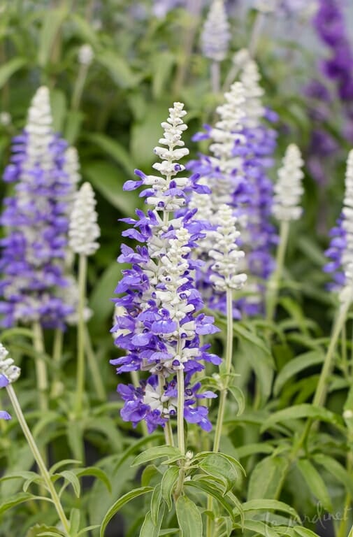 Close-up of tall, purple and white Salvia 'Cathedral™ Shining Sea' flowers with green leaves in a 6" pot, against a blurred backdrop of similar blooms.