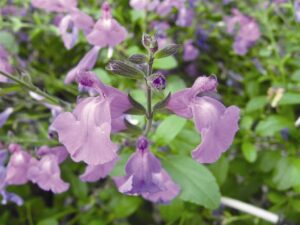 Close-up of vibrant Salvia 'Mesa Azure' flowers in full bloom, surrounded by lush green foliage, evokes natural beauty.