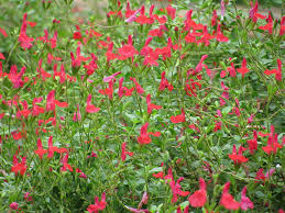 Dense cluster of Salvia 'Mesa Scarlet' flowers with green leaves in a 6" pot.