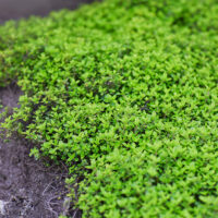 Thymus serpyllum White Creeping Thyme