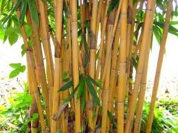 Tall Bamboo stalks of Bambusa 'Golden Goddess' with green leaves cluster together, reflecting the serenity of a natural bamboo plant thriving in its 12" pot.