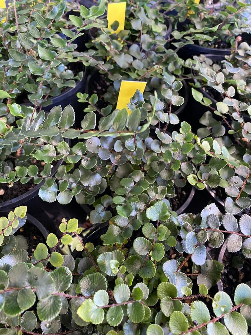 Pellaea 'Button Fern' 8" Pot