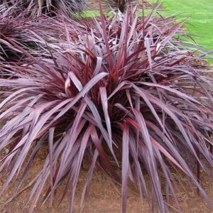 In a garden setting, the Cordyline 'Red Fountain' in an 8" pot stands out with its long, narrow, dark red leaves, adding vibrant color to any landscape.