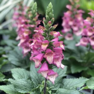 Digiplexis 'Berry Canary' 4" Pot