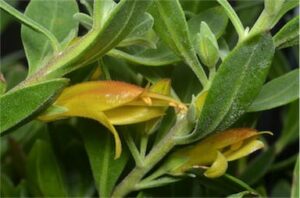 A detailed close-up of the Eremophila 'Amber Carpet' in a 6" pot, showcasing elongated yellowish-green buds and broad leaves with intricate textures, offers a captivating glimpse into nature's artistry.