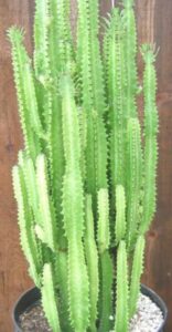 The Euphorbia 'African Milk Tree' Cactus, featuring tall green vertical stems, is elegantly displayed in an 8" black pot against a wooden background.