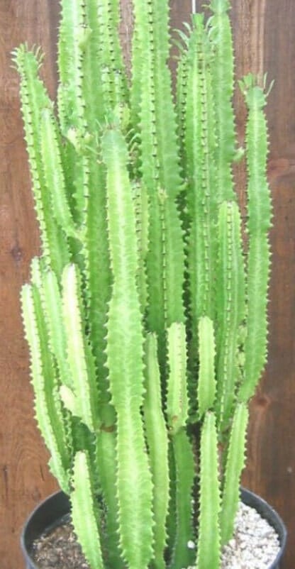 The Euphorbia 'African Milk Tree' Cactus, featuring tall green vertical stems, is elegantly displayed in an 8" black pot against a wooden background.