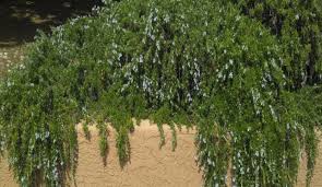 Rosmarinus 'Huntington Carpet' Rosemary