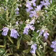 Rosmarinus 'Huntington Carpet' in a 4" pot boasts small purple flowers and lush green needle-like leaves, embodying classic rosemary beauty.