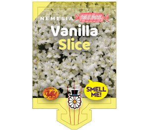 Nemesia 'Vanilla Slice' 6" Pot