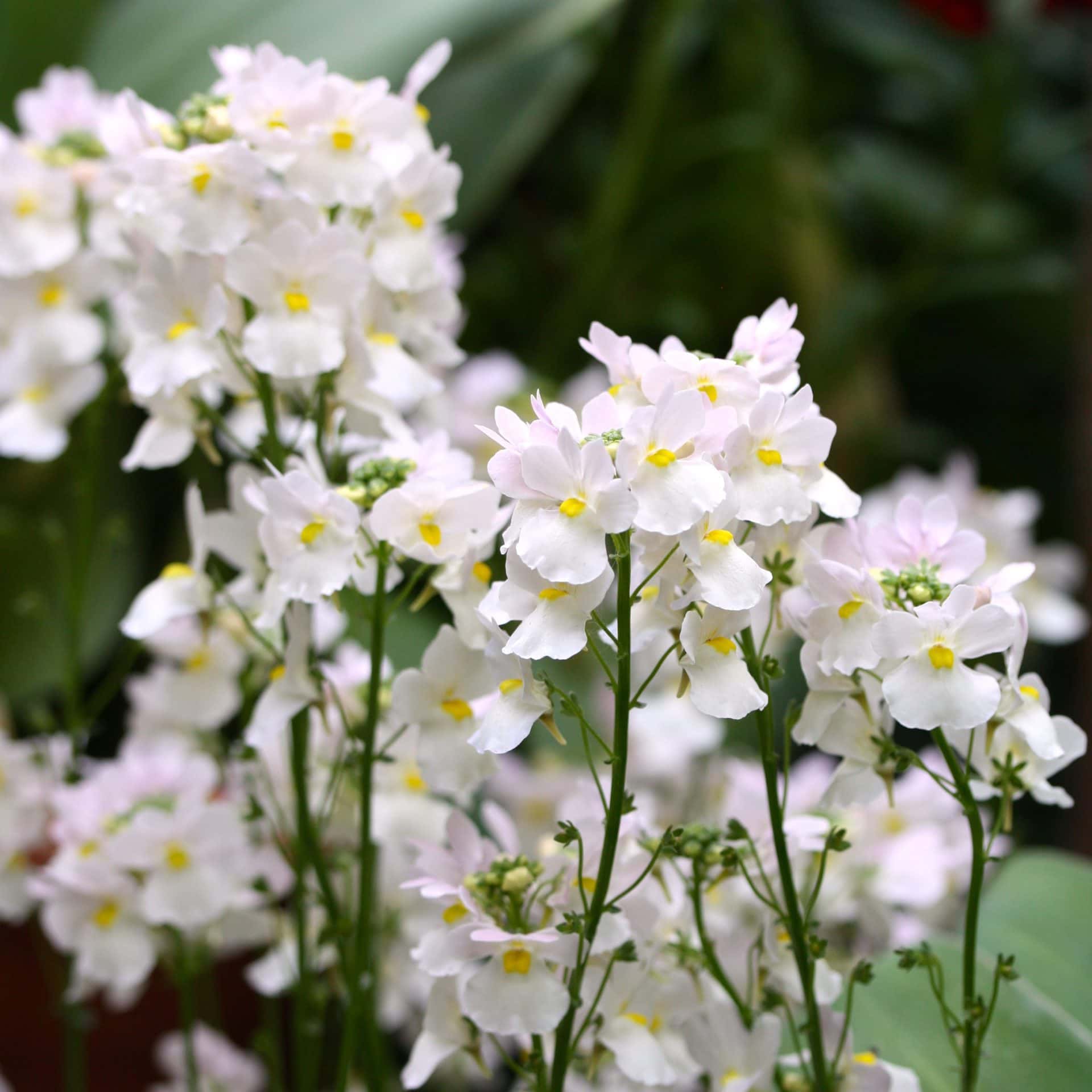 Clusters of delicate white Nemesia 'Vanilla Slice' flowers, featuring small yellow centers and nestled in a 6" pot, are surrounded by blurred green foliage.