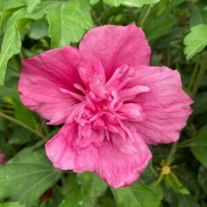 A close-up of a Hibiscus 'Summer Sensation Double Pink' 6" pot showcases its ruffled petals against lush green leaves.