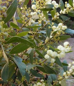 Acacia 'Bridgewater Bay' 6" Pot is a green leafy plant with clusters of small, round white flowers and yellow buds on thin branches, thriving outdoors in natural light.