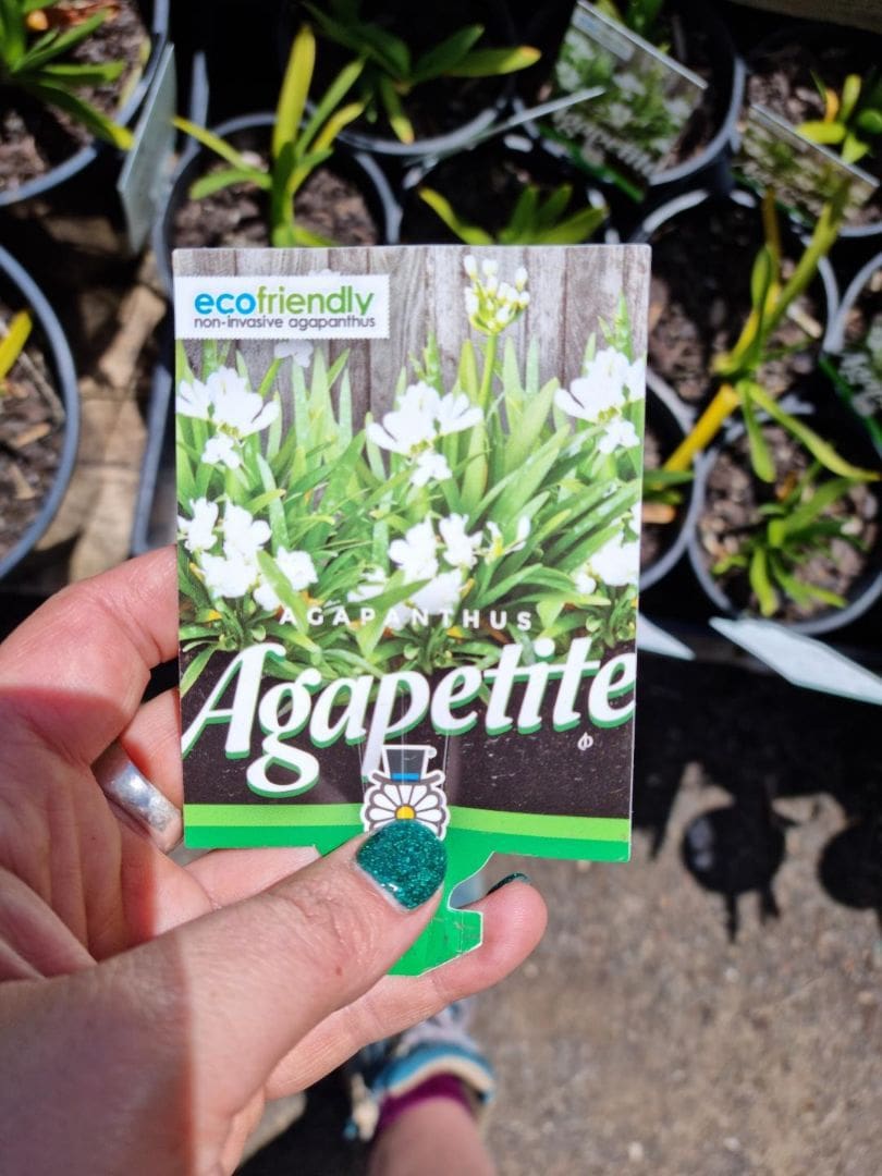 Agapanthus 'Agapetite' 6" Pot