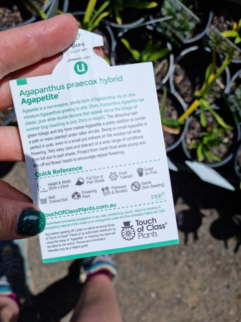 Agapanthus 'Agapetite' 6" Pot