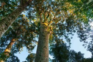 Gazing at a towering Agathis 'Kauri Pine', with its thick trunk and lush canopy against a clear sky, feels as serene as caring for your 10" Agathis 'Kauri Pine' pot in the garden.
