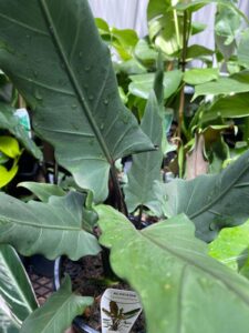 A close-up of the Alocasia 'Purple Sword' Elephant Ear in a 7" pot shows its dark green, arrow-shaped leaves sparkling with water droplets, with other potted plants visible in the background.