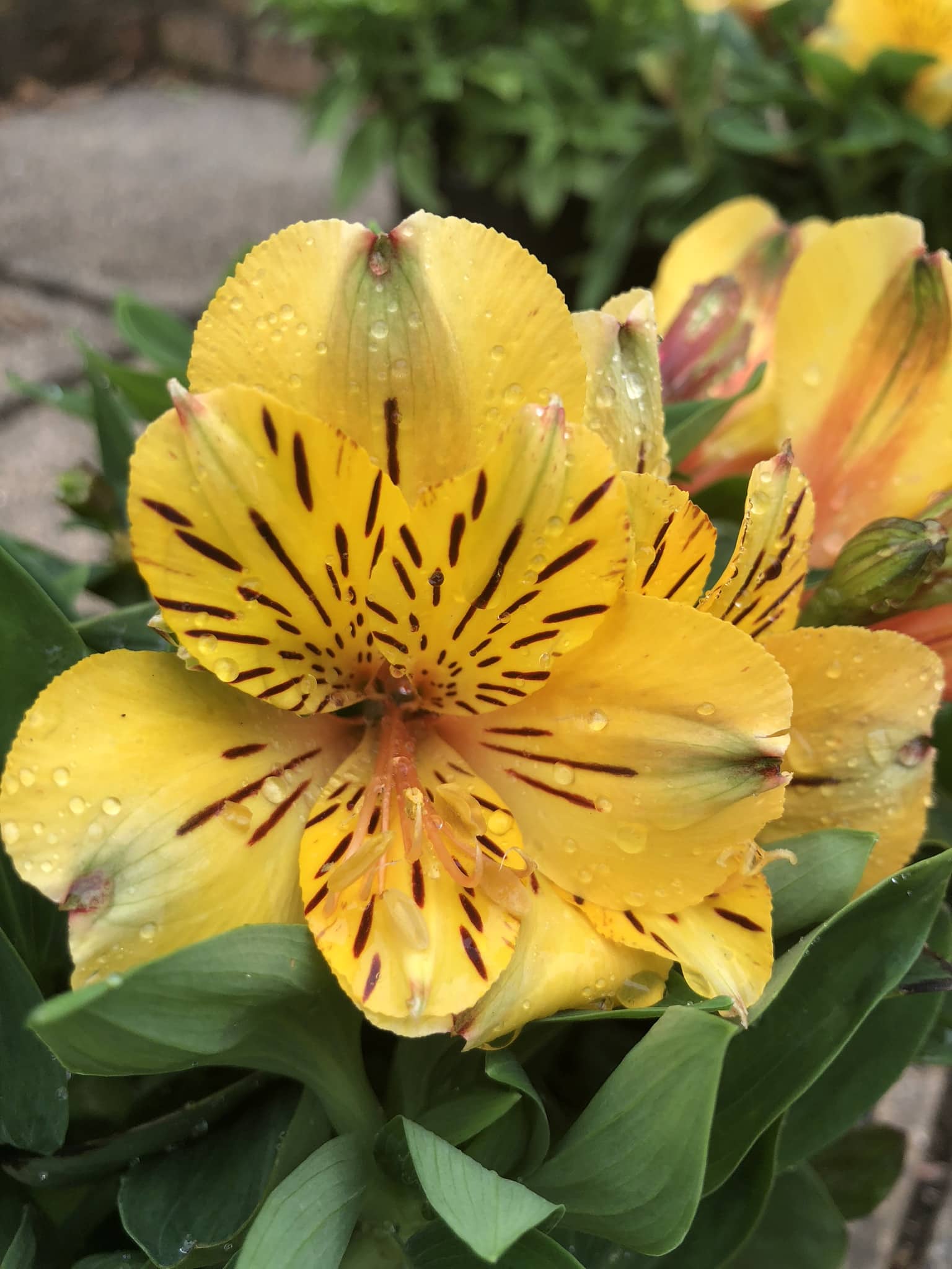 Alstroemeria 'Inca Gold Rush' Peruvian Lily 6" Pot