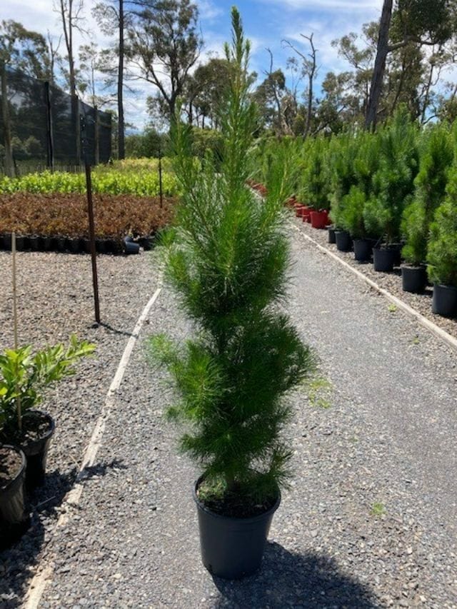 Araucaria 'Cook Pine' (Christmas Tree) 8" Pot
