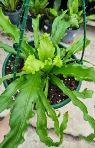 An Asplenium 'Victoria' Japanese Birds Nest Fern in an 8" hanging basket sits above a concrete surface, its wavy-edged green leaves surrounded by other plants in the background.