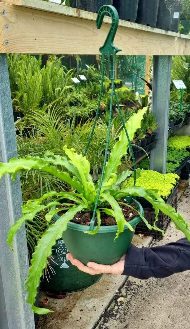 Asplenium 'Victoria' Japanese Birds Nest Fern 8" Pot (Hanging Basket)