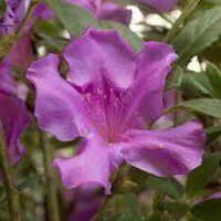 Close-up of a purple Azalea 'Encore Autumn Royalty™' flower with wavy petals, surrounded by vibrant green leaves in a 6" pot.