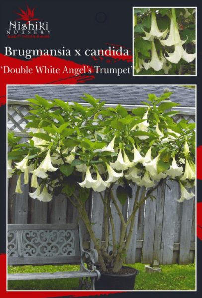 BRUGMANSIA