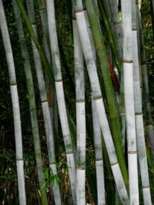 Close-up of Bambusa 'Emperor White' Bamboo in an 8" pot, showcasing stalks in green and white shades against lush foliage.