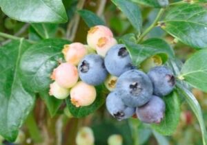Clusters of Vaccinium 'Burst®' blueberries, ranging from light pink to deep blue, thrive among green leaves, ideal for cultivation in a 6" pot.