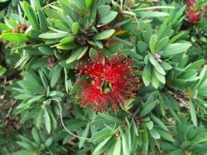 Close-up of a vibrant Callistemon 'Little Caroline' flower surrounded by lush green leaves in a 7" pot.