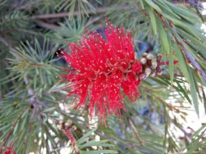 Callistemon 'Brogo Overflow' in a 6" pot displays red bottlebrush flowers among slender green leaves and buds, capturing the vibrant beauty of its namesake.