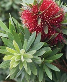 A close-up of Callistemon 'Little Silver' PBR in a 7" pot, highlighting its red, bottlebrush flowers and clusters of green, lance-shaped leaves.