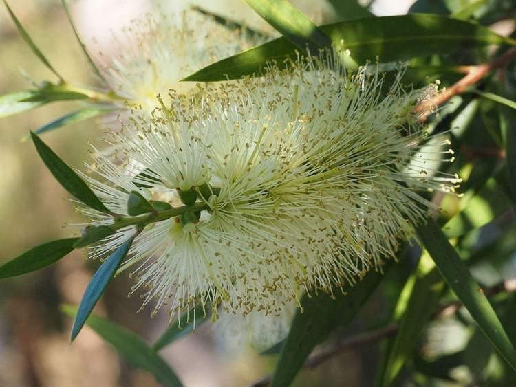 A close-up of the Callistemon 'Icy Burst™' Bottlebrush in a 6" pot, featuring thin, spiky filaments and slender green leaves.