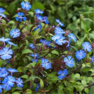 The Ceratostigma griffithii 'Burmese Plumbago' in an 8" pot features vibrant blue flowers, lush green leaves, and reddish-brown stems, creating a captivating garden display.