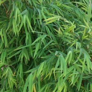 The Chusquea 'Costa Rican' Weeping Bamboo in an 8" pot features a lush cluster of green leaves cascading gracefully.