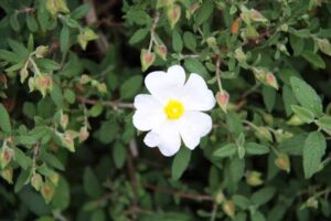 A single Cistus salvifolius 'Snowmound' flower, white with a yellow center, stands gracefully in a 6" pot, surrounded by lush green leaves and small buds.