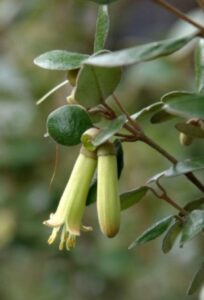 Close-up of a Correa baeuerlenii 'Chef's Cap' 6" Pot, featuring elongated tubular green flowers hanging downward, surrounded by oval leaves.
