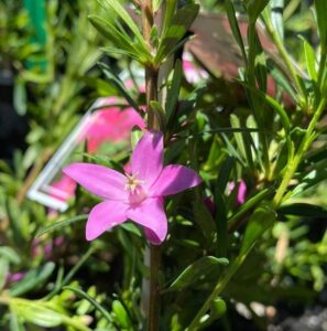 A close-up of the Crowea 'Mallee Superstar' Waxflower in a 6" pot shows its small pink five-petaled flowers with green leaves and stems glistening in sunlight.