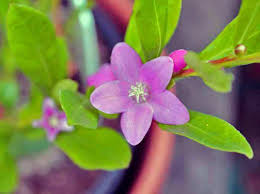 Close-up of Crowea 'Poorinda Ecstasy' Waxflower with five purple petals and green leaves in a 6" pot.