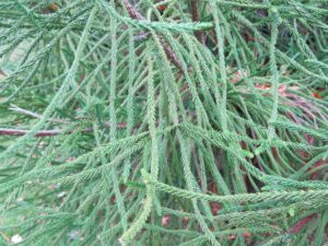 Close-up of the green, needle-like leaves of a Cryptomeria 'Snake branched Japanese Cedar' in an 8" pot, highlighting its intricate overlapping branches.