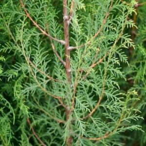 Close-up of Cupressus torulosa 'Bhutan Cypress' in a 12" pot, showing green needle-like leaves, a brown stem, and dense foliage.