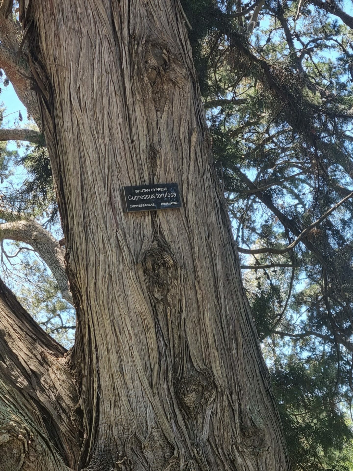 Cupressus torulosa 'Bhutan Cypress'