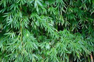 Layers of dense green bamboo leaves overlap, highlighting the graceful beauty of the Drepanostachyum 'Himalayan Weeping Bamboo' in an 8" pot.